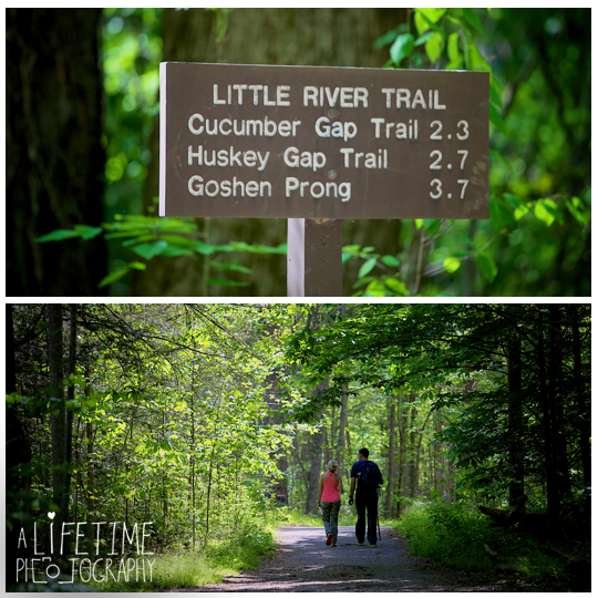 Marriage-proposal-on hiking trail-secret-photographer-Pigeon-Forge-Gatlinburg-Sevierville-wedding-will-you-marry-me-engagement-session-Emerts-Cove-photography-1